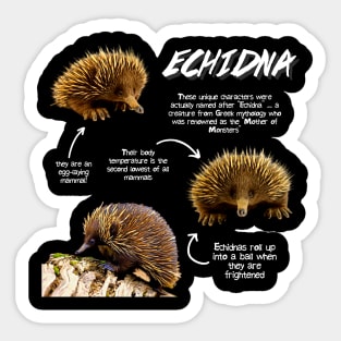 Echidna Fun Facts Sticker